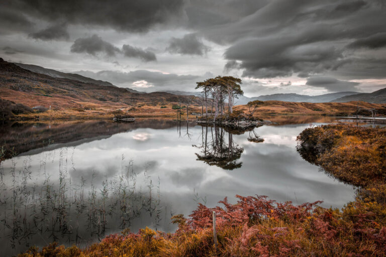 The Scots Pines of Assynt