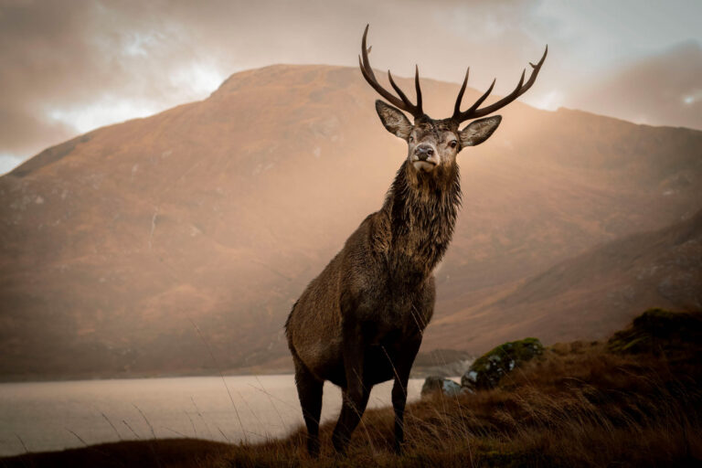 Photo of a Kinloch Stag