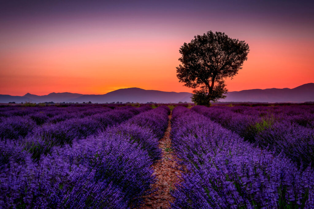 Valensole, the Lavender Fields of Provence