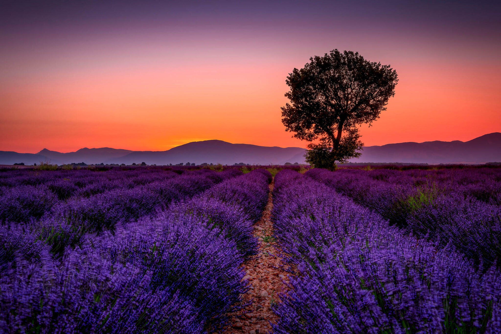Photo Of Valensole The Lavender Fields Of Provence 