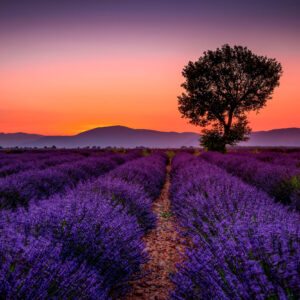Valensole, the Lavender Fields of Provence