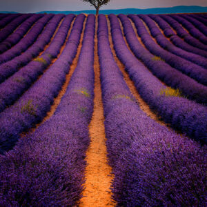 Valensole, the Lavender Fields of Provence