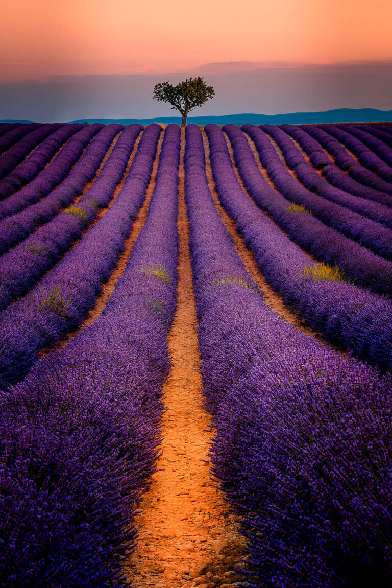 Valensole, the Lavender Fields of Provence
