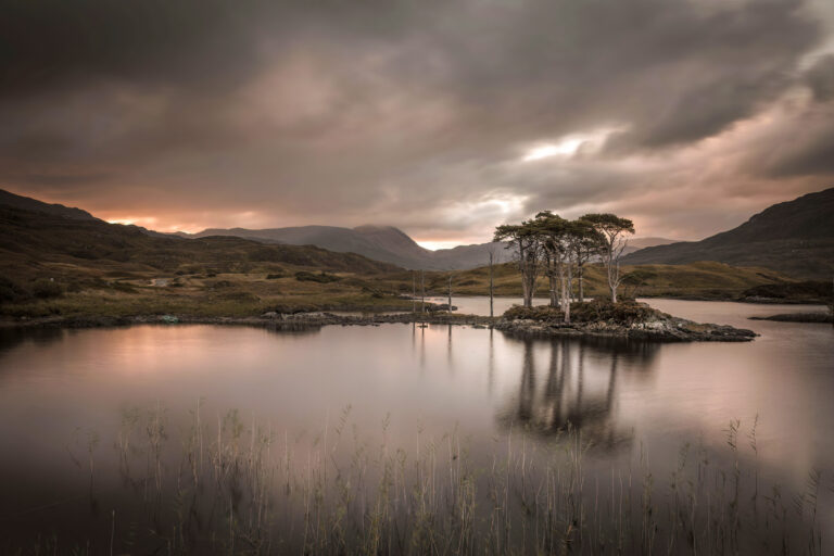 Photo of Scots Pines, Assynt