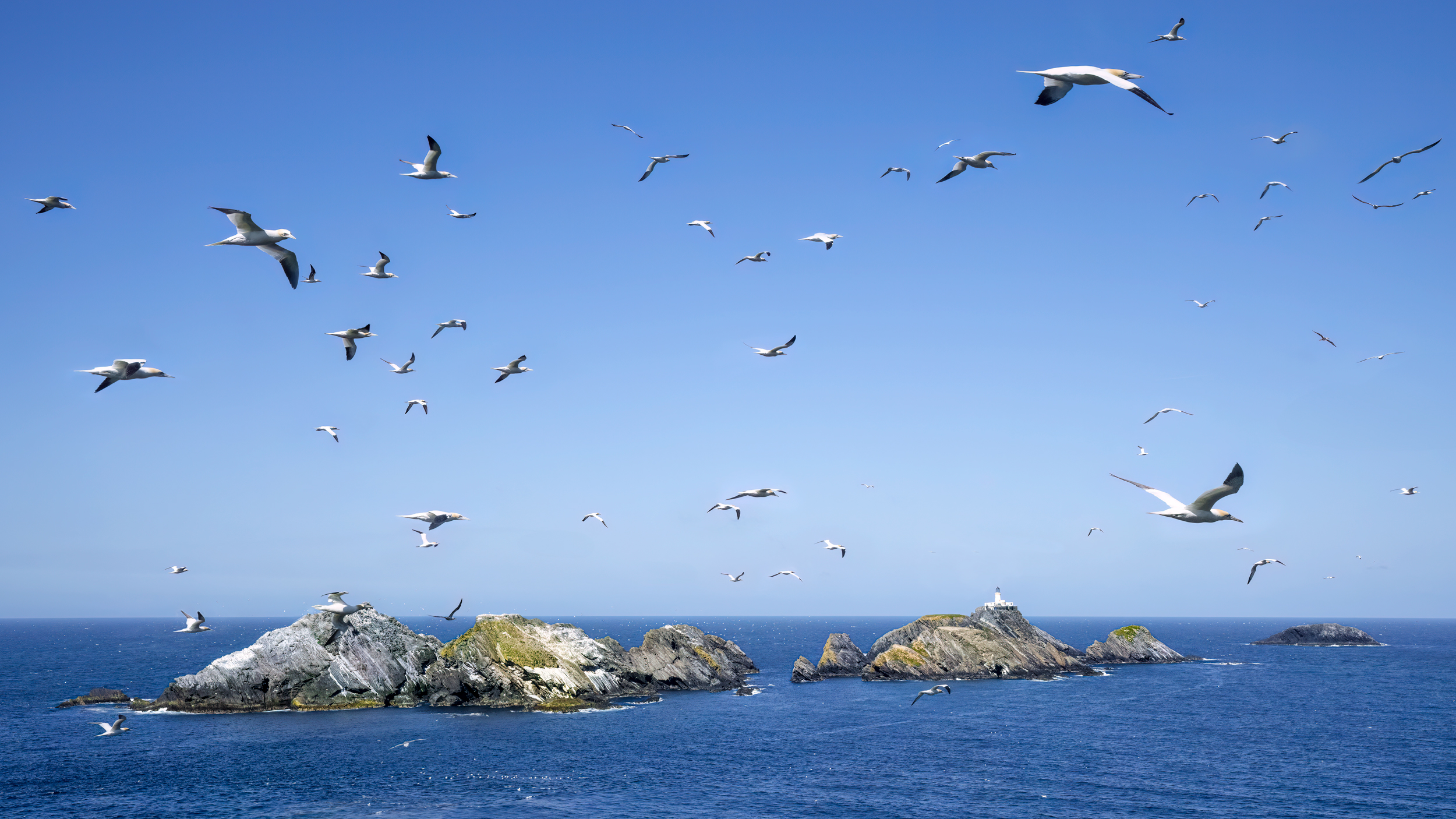 Gannet-Frenzy-newsletter Gannet-Frenzy-newsletter