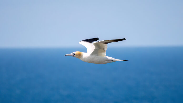 Gannet on the Orkney Islands