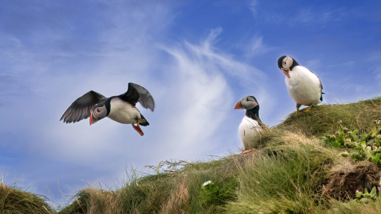 Puffin-Website-1