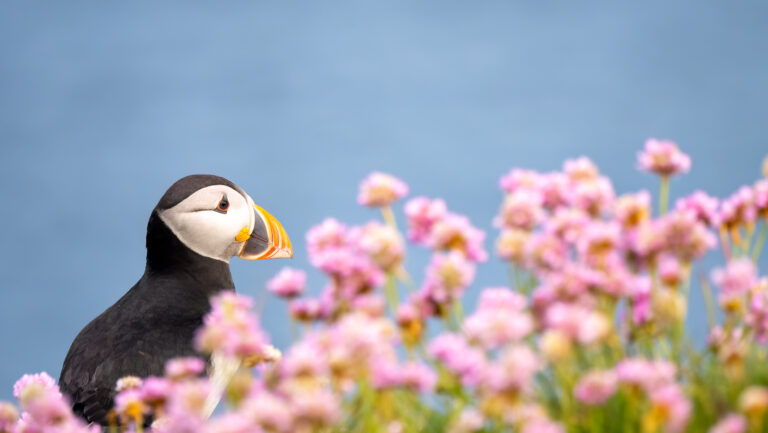 Puffin-Website-10