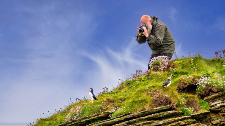 Puffins on Orkney, Scotland