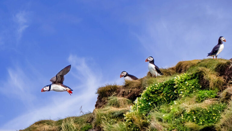 Puffin on Shetland, Scotland