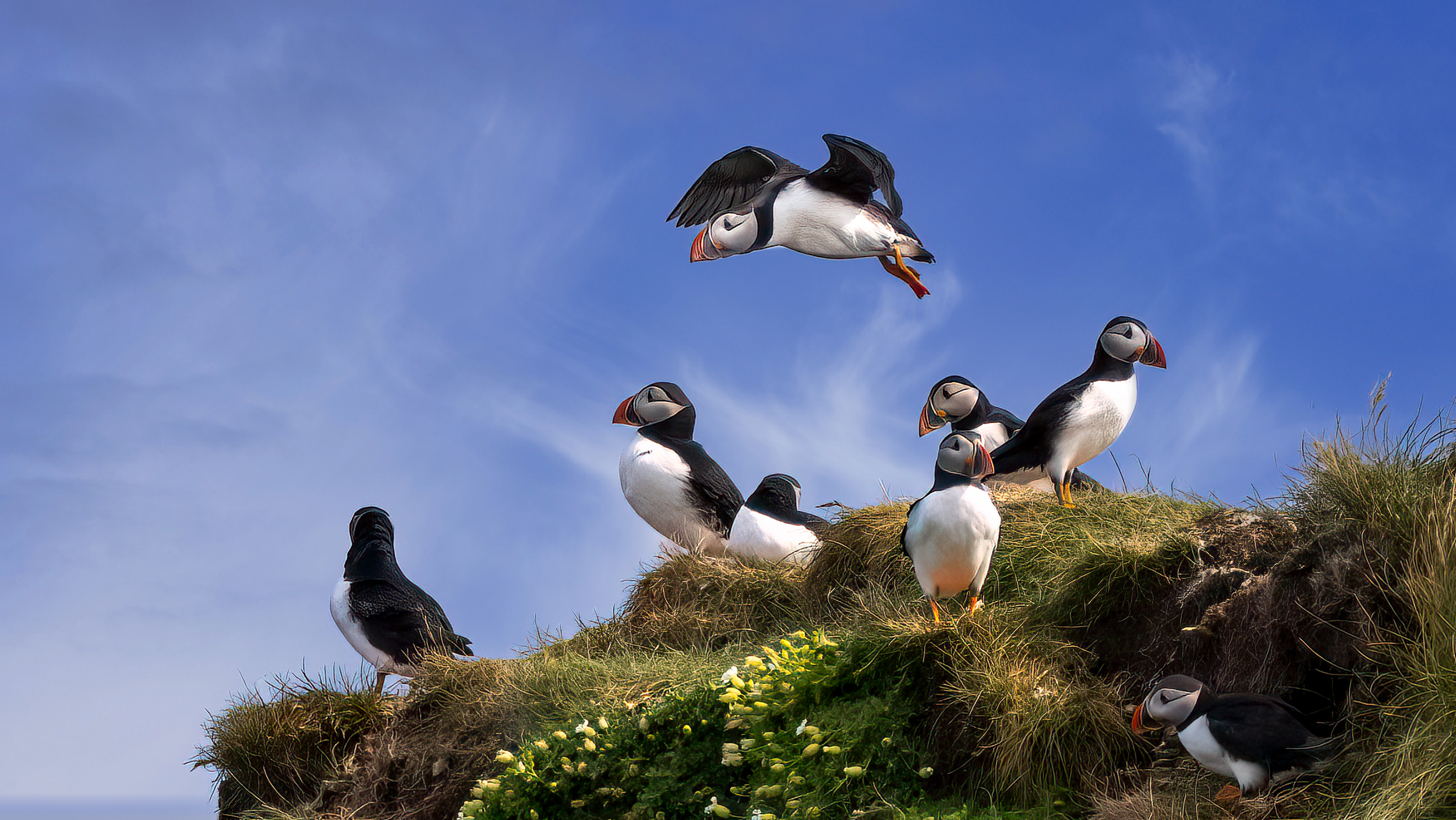 Puffin-Website-6 Puffin-Website-6