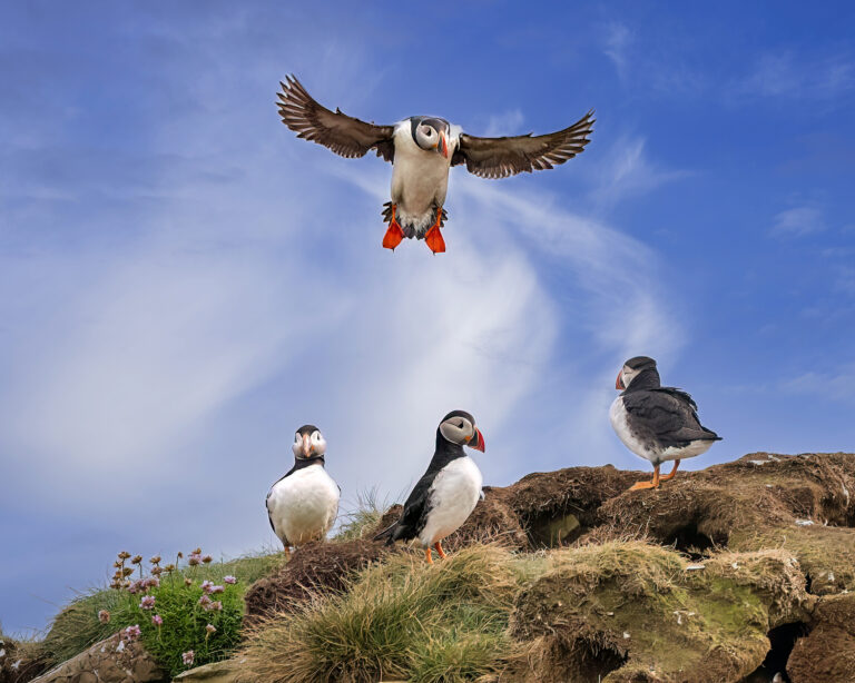 Puffin-Website
