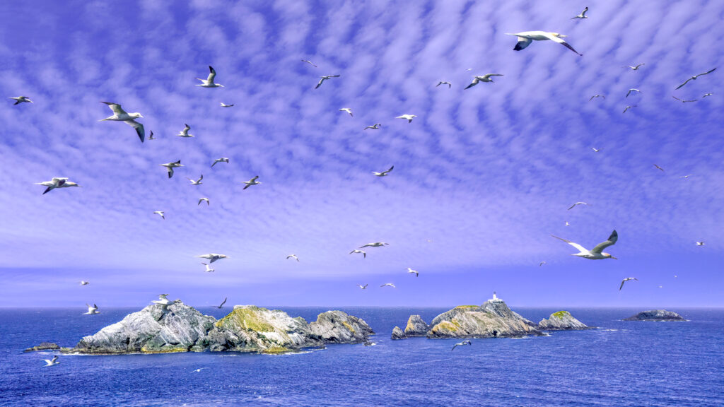Shetland-Gannets-Web