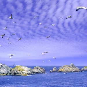 Muckle Flugga: Fury and Light
