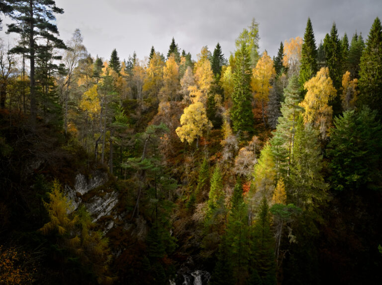 theatral forest at Plodda falls in Glen Affric, Scotland
