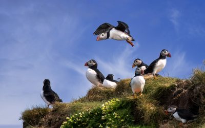 Puffin-Website-6
